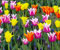 colorful tulips flower gardens