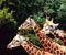 triple giraffe in forest