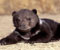 grizzly cute bear cub