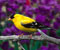 laki-laki amerika goldfinch
