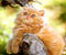 оранжев персийско коте