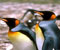 пингвини поглед към слънцето