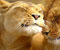 lioness maternity