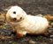 newborn white seal