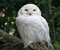 snow white big owl