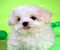 yeşil beyaz ev köpeği