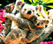 anne ve yavruları koala