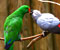 mutlu papağan birlik