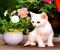 biela mačka s vázou