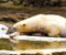 polar bear on ice rock