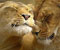 elevated lions in love