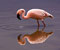 flamingo merah muda di dalam air