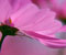 fialový kvet list