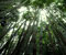šuma bambusa