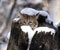 mace të egra në pemë hardhi