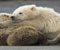 babe kutub beruang di Artik