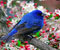 Bird Blue Flow