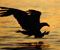 Bird Sea Eagle