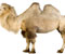 Camel Dua bonggol