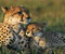 Cheetahs v6