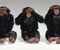 trys Šimpanzė Žr.