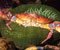 Crab Sea Anemone