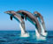 Jumping üçlü Dolphins