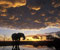 Elephant at Sunset