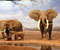 Slony v púšti