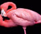 sangat Flamingo