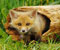 Foxes Babies
