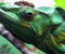 Sedih iguana hijau