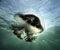Mauve Denizanası