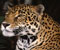 Leopardas v1