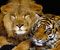Lion a Tiger 01