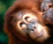 Orangutan Being