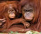 Orangutan Koruma