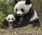 Panda и Cub