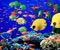 Rạn san hô đầy màu sắc 01