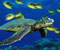 Morská korytnačka v5
