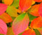 Осенние листья v10