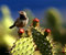 Burung Gelatik tentang Cactus