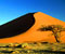 Smilšu kāpas un akāciju koku Namib Desert