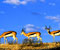 Springboks Kgalagadi трансгранична парк