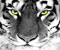 tigro akis 01