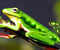 frog 04