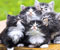 Pięć Cute Cats