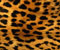 Leopard ādas Pattern