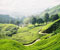 malaysia tea plantation