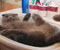 mačka umývadlo